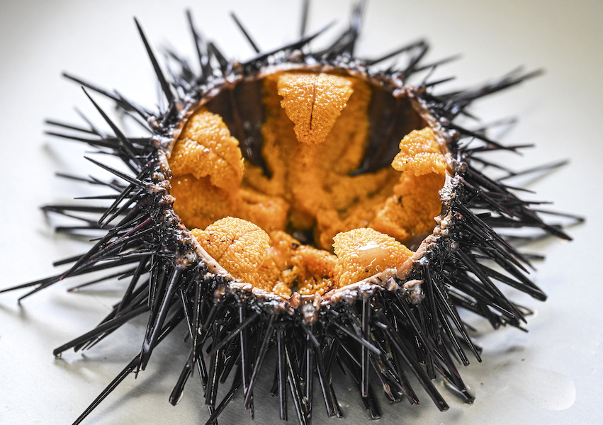 Sea Urchins A Delicate Seafood Delicacy